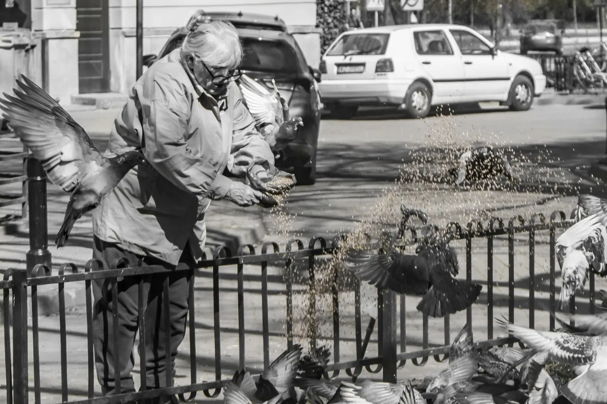 Horizontal monochrome field in gray tones, with strong contrast, defined edges, and a dense field